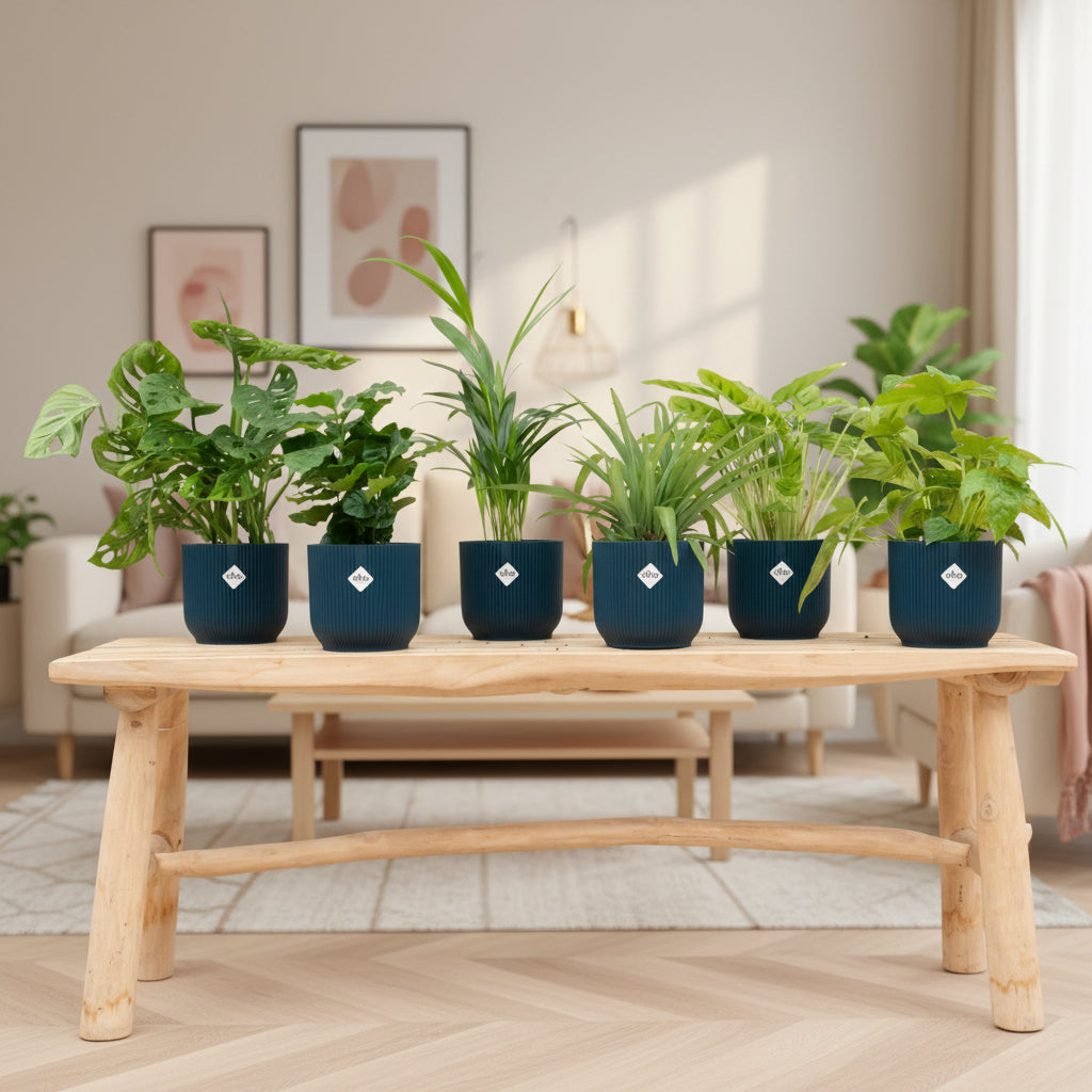 Verrassingsbox - 6 planten inclusief elho Vibes Fold Round Ø14