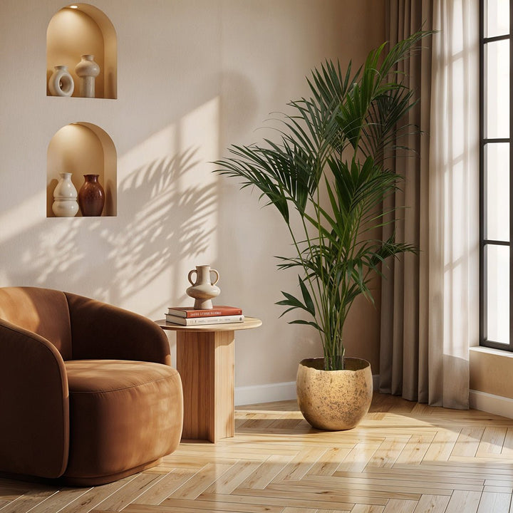 Kentia palm - 180cm - Kamerplant Kopen