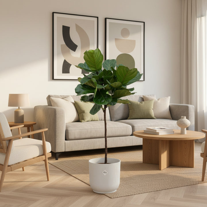 Ficus Lyrata en tige - 130cm - Figuier lyre - Plante d'intérieur