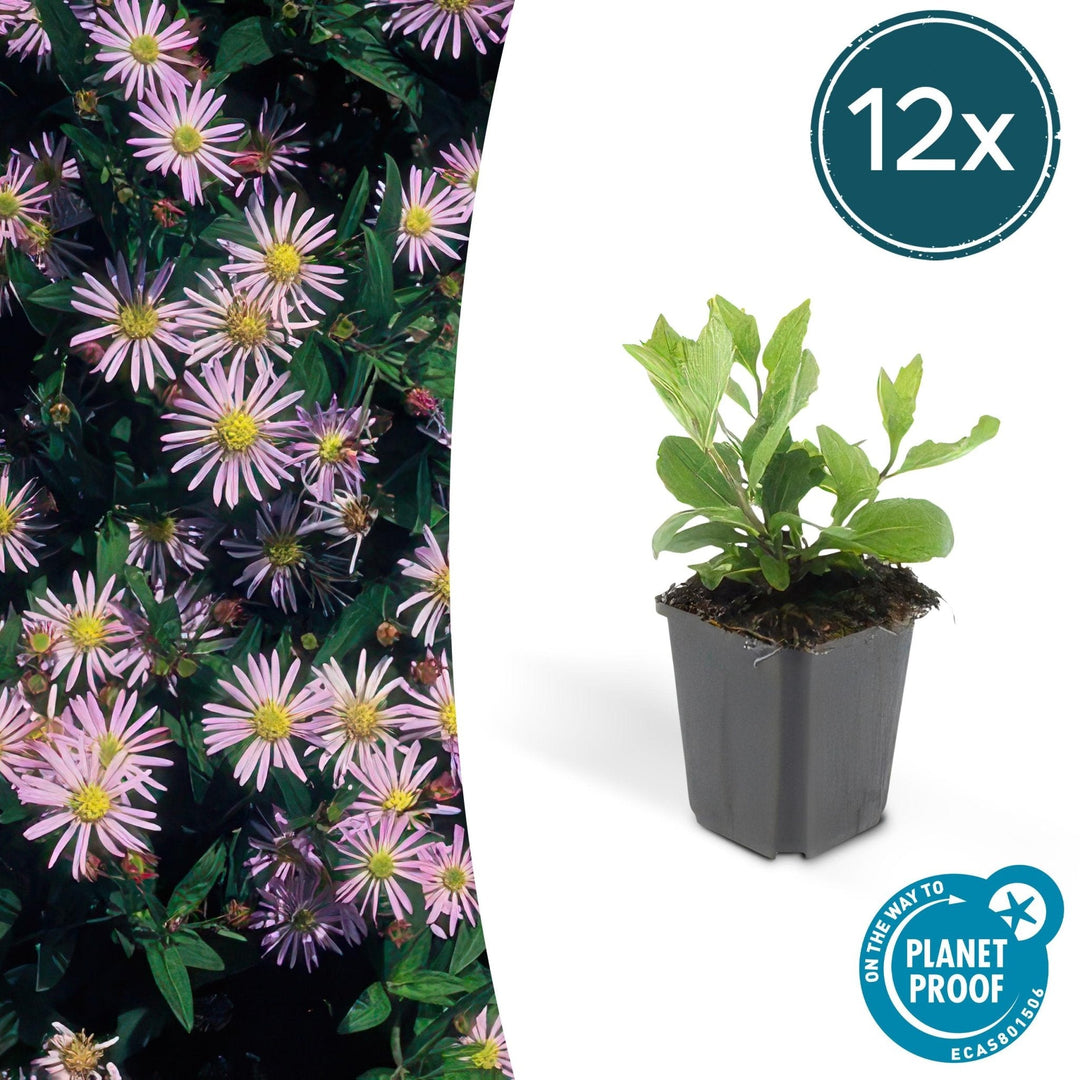 Aster Ageratoides 'Asran' - 20cm - Acheter une plante d'intérieur