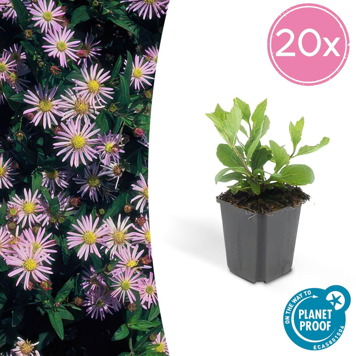 Aster Ageratoides 'Asran' - 20cm - Acheter une plante d'intérieur
