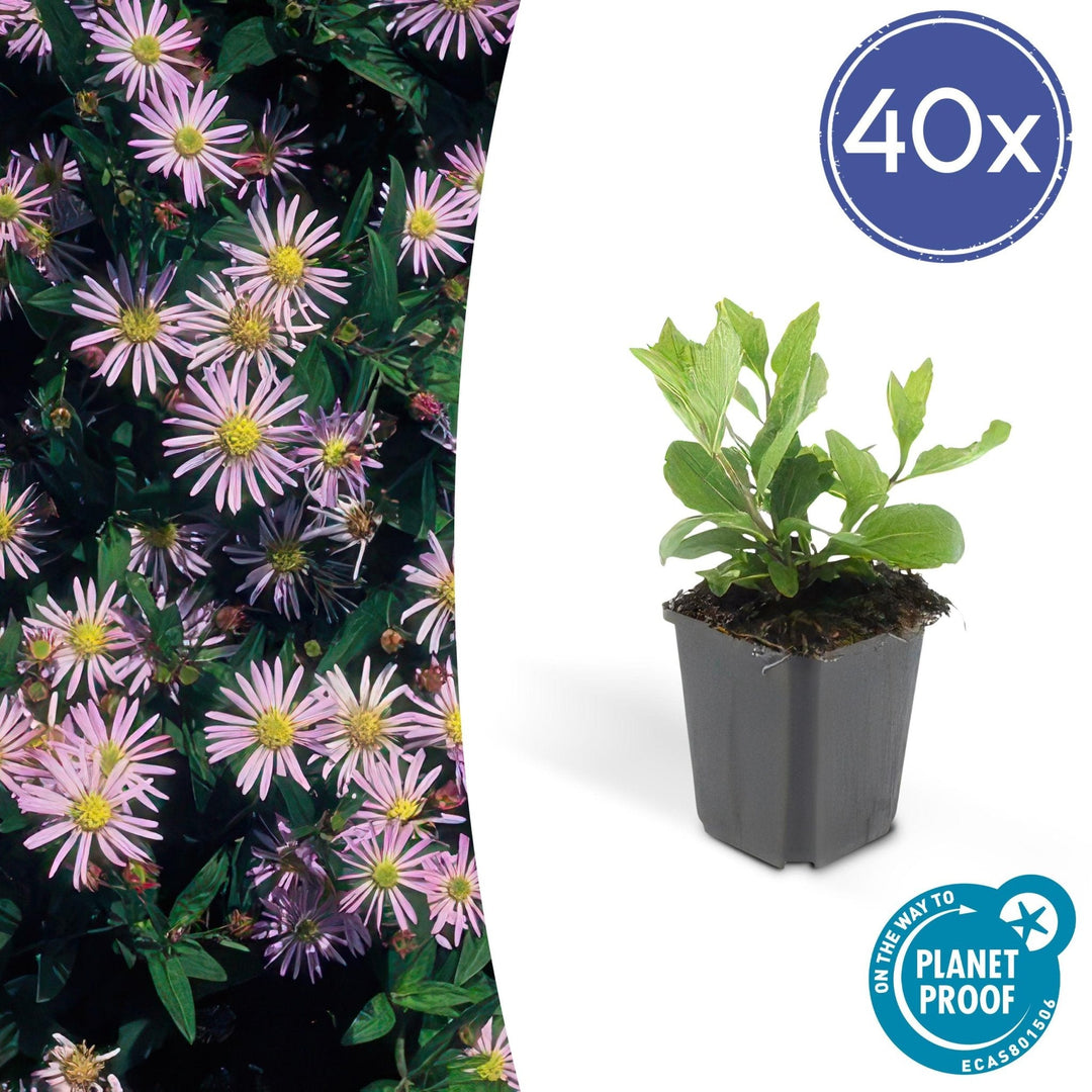 Aster Ageratoides 'Asran' - 20cm - Acheter une plante d'intérieur