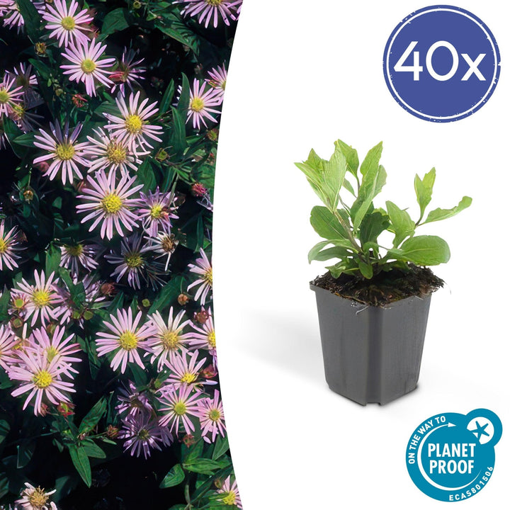 Aster Ageratoides 'Asran' - 20cm - Acheter une plante d'intérieur