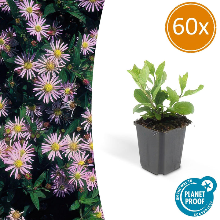 Aster Ageratoides 'Asran' - 20cm - Acheter une plante d'intérieur