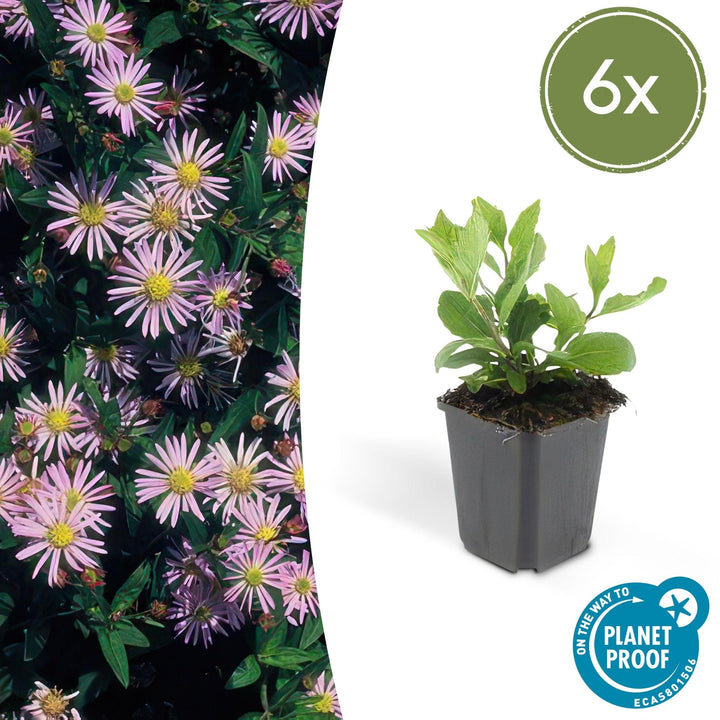 Aster Ageratoides 'Asran' - 20cm - Acheter une plante d'intérieur