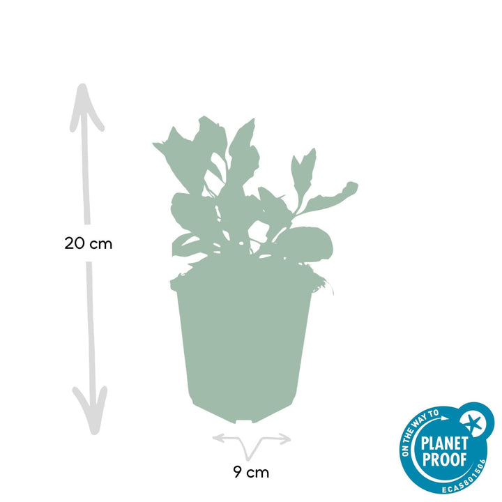 Aster Ageratoides 'Asran' - 20cm - Acheter une plante d'intérieur