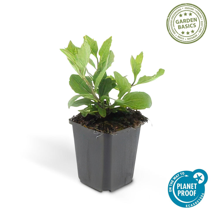 Aster Ageratoides 'Asran' - 20cm - Acheter une plante d'intérieur