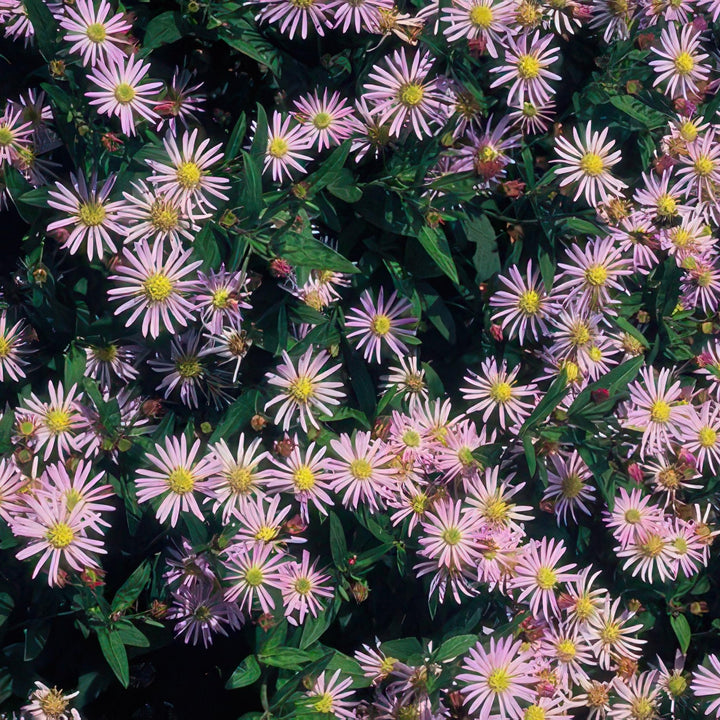 Aster Ageratoides 'Asran' - 20cm - Acheter une plante d'intérieur