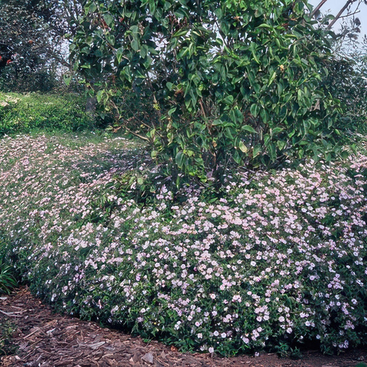 Aster Ageratoides 'Asran' - 20cm - Acheter une plante d'intérieur