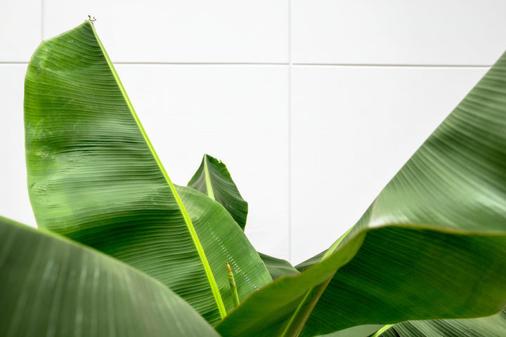 Bananier XL - 180cm - Acheter une plante d'intérieur