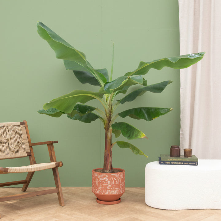 Bananier XL - 180cm - Acheter une plante d'intérieur