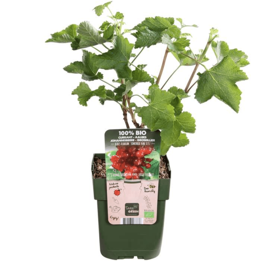 Plants de groseilles à maquereau biologiques - 20 cm - Acheter une plante d'intérieur