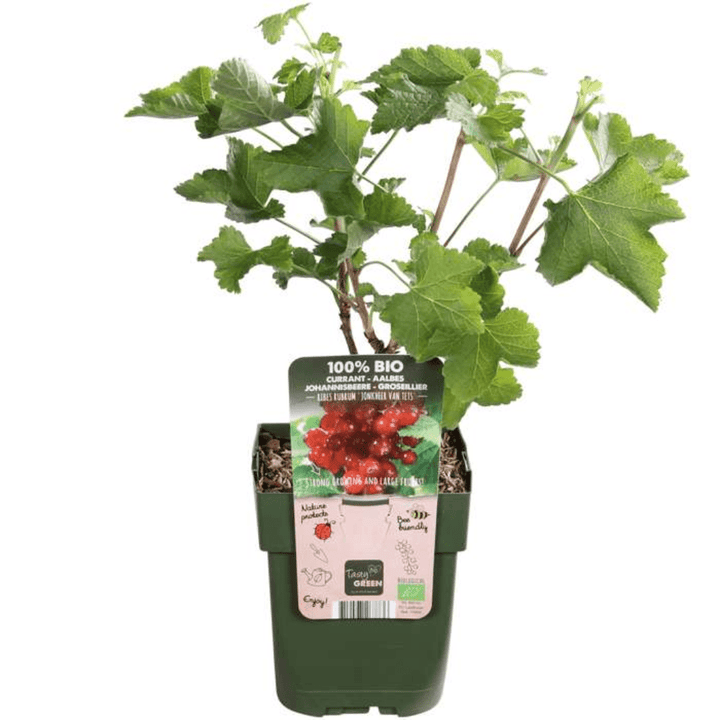 Plants de groseilles à maquereau biologiques - 20 cm - Acheter une plante d'intérieur