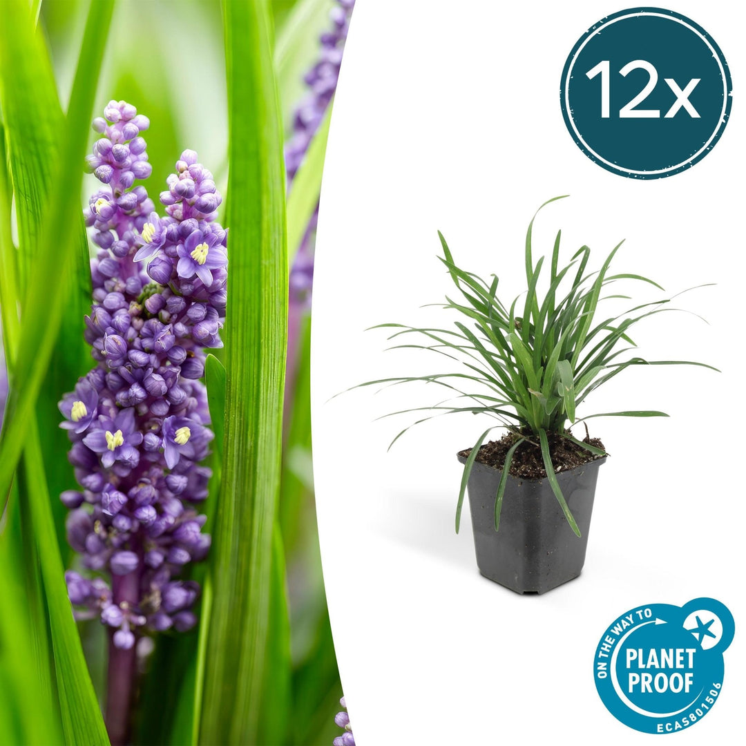 Liriope Muscari 'Big Blue' - 20cm - Acheter une plante d'intérieur