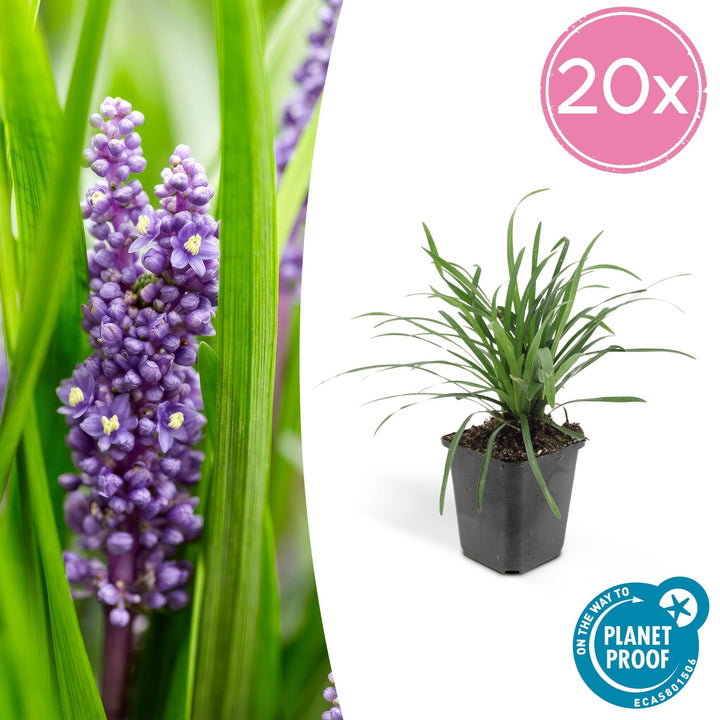 Liriope Muscari 'Big Blue' - 20cm - Acheter une plante d'intérieur