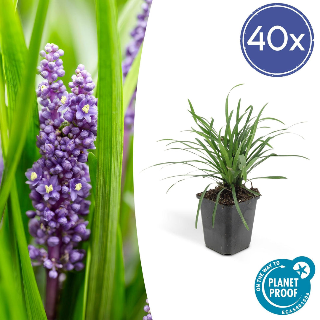 Liriope Muscari 'Big Blue' - 20cm - Acheter une plante d'intérieur