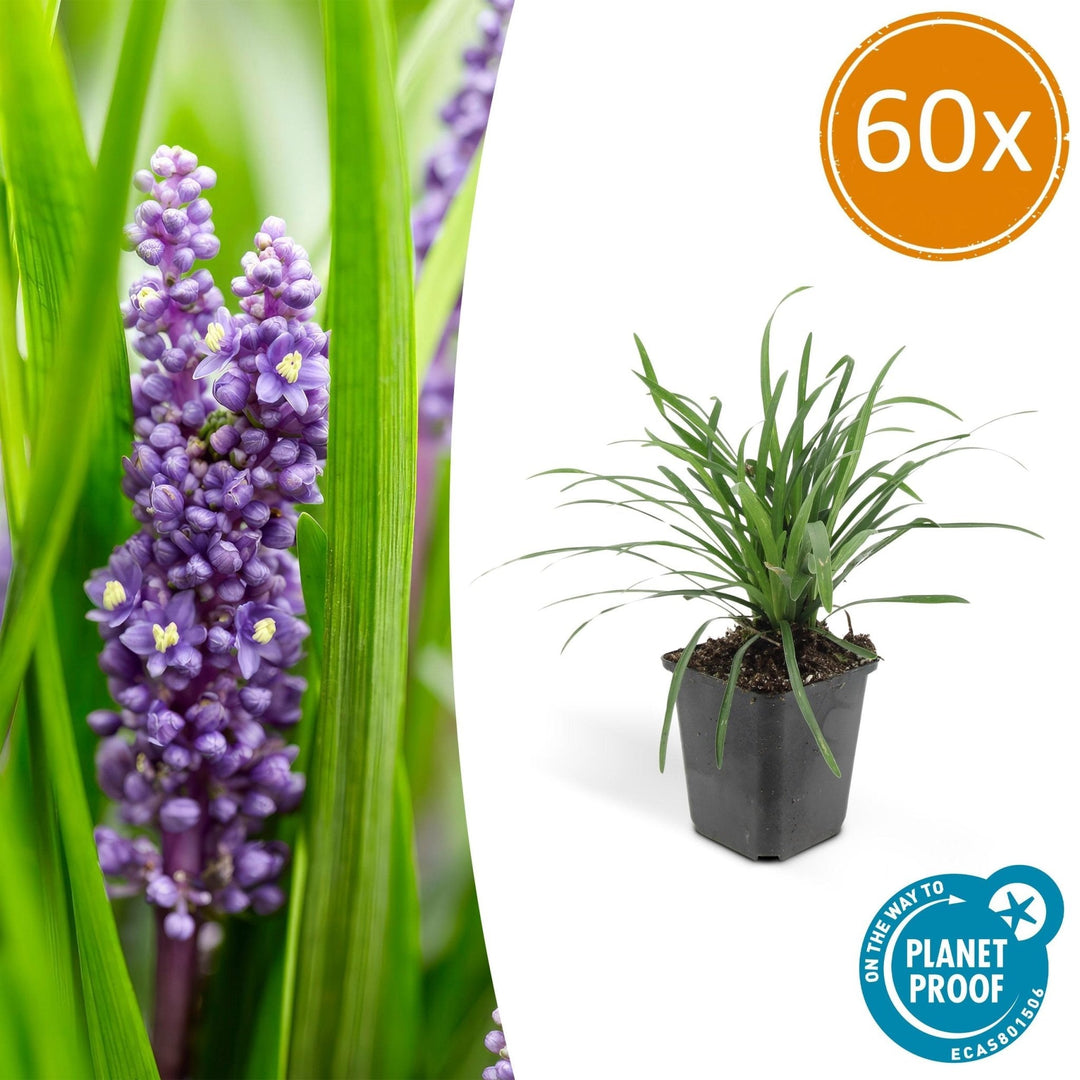 Liriope Muscari 'Big Blue' - 20cm - Acheter une plante d'intérieur