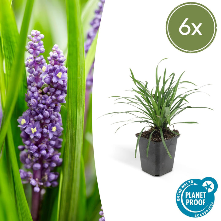 Liriope Muscari 'Big Blue' - 20cm - Acheter une plante d'intérieur