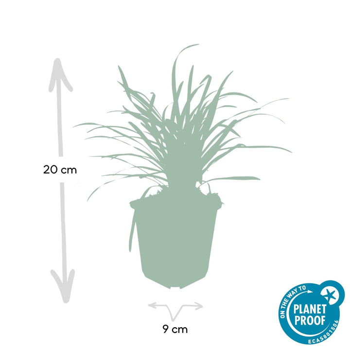 Liriope Muscari 'Big Blue' - 20cm - Acheter une plante d'intérieur