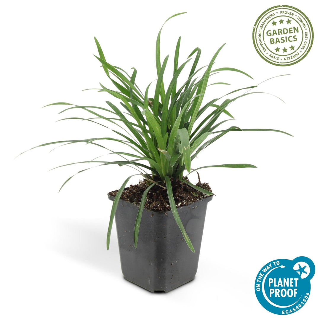 Liriope Muscari 'Big Blue' - 20cm - Acheter une plante d'intérieur