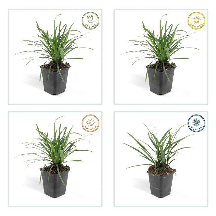 Liriope Muscari 'Big Blue' - 20cm - Acheter une plante d'intérieur