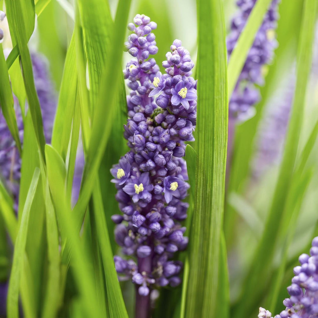 Liriope Muscari 'Big Blue' - 20cm - Acheter une plante d'intérieur