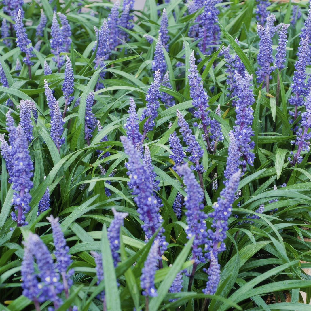 Liriope Muscari 'Big Blue' - 20cm - Acheter une plante d'intérieur