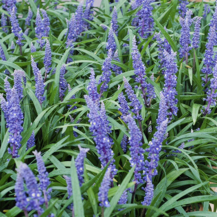 Liriope Muscari 'Big Blue' - 20cm - Acheter une plante d'intérieur