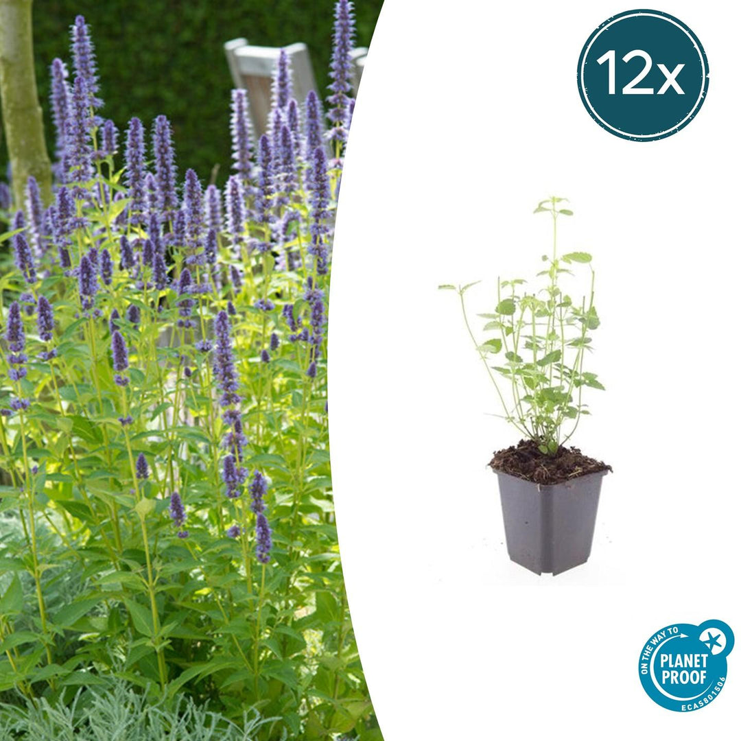 Agastache 'Black Adder' - 20cm - Acheter une plante d'intérieur