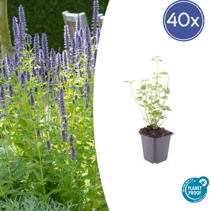 Agastache 'Black Adder' - 20cm - Acheter une plante d'intérieur