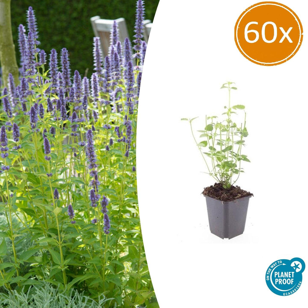 Agastache 'Black Adder' - 20cm - Acheter une plante d'intérieur