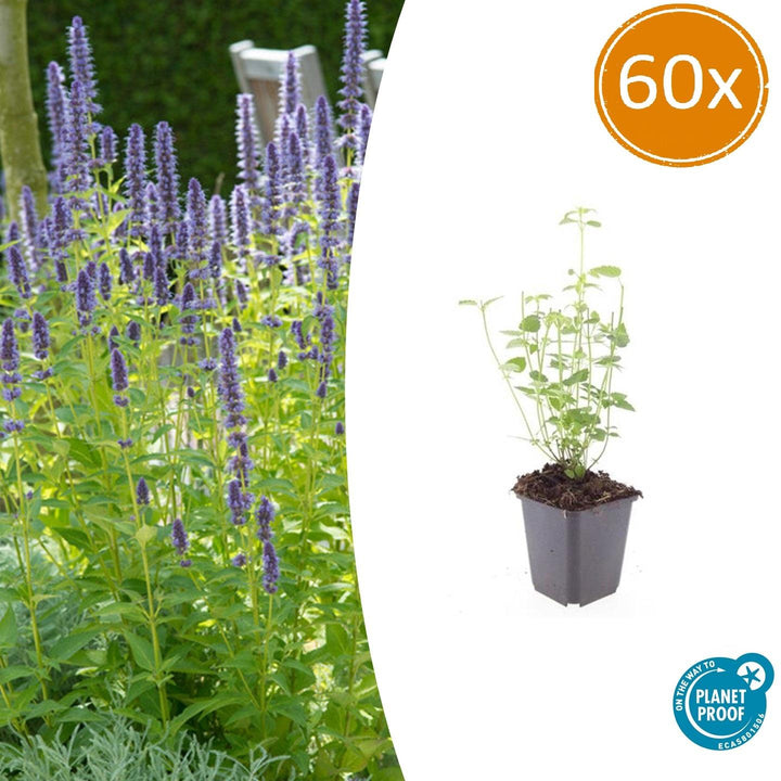 Agastache 'Black Adder' - 20cm - Acheter une plante d'intérieur