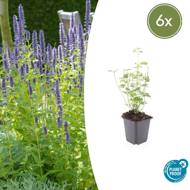 Agastache 'Black Adder' - 20cm - Acheter une plante d'intérieur