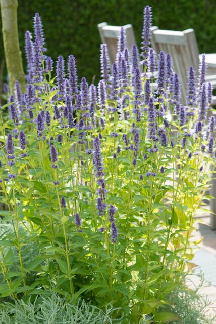 Agastache 'Black Adder' - 20cm - Acheter une plante d'intérieur