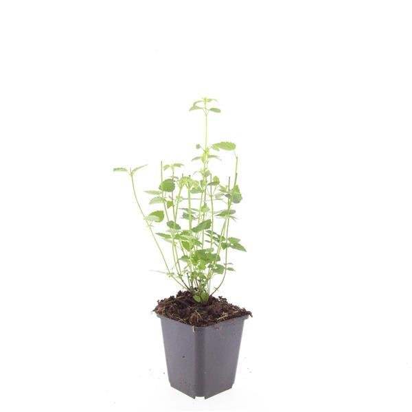 Agastache 'Black Adder' - 20cm - Acheter une plante d'intérieur