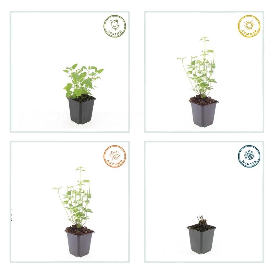 Agastache 'Black Adder' - 20cm - Acheter une plante d'intérieur
