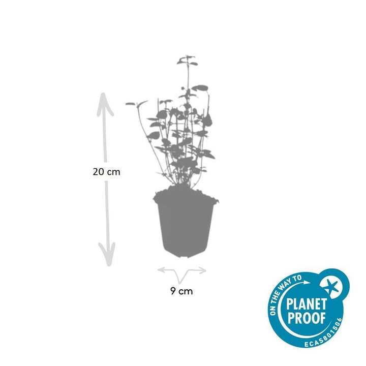 Agastache 'Black Adder' - 20cm - Acheter une plante d'intérieur
