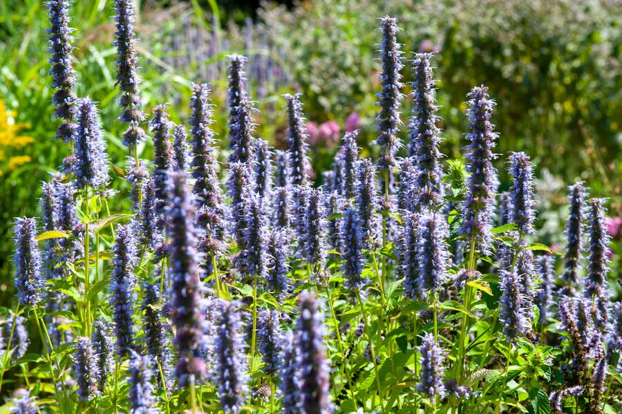 Agastache 'Black Adder' - 20cm - Acheter une plante d'intérieur