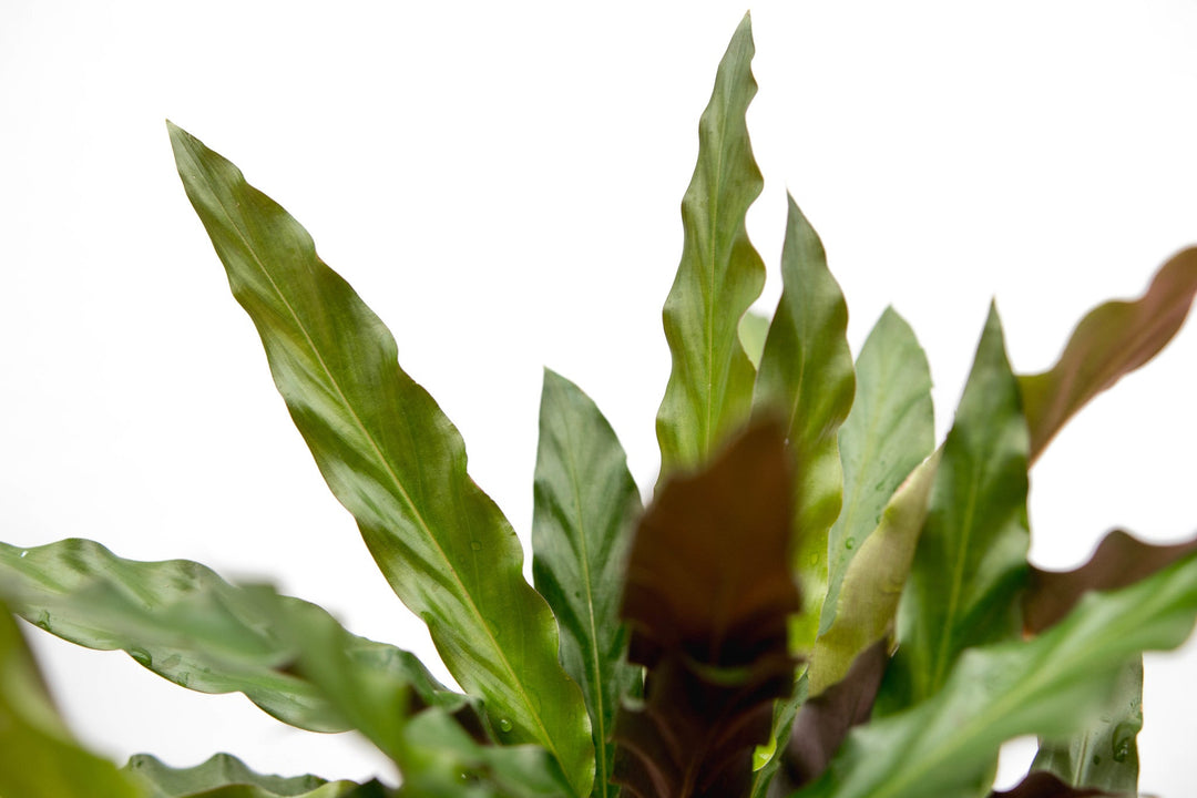 Calathea Elgergrass - 70cm - Pauwenplant - Kamerplant