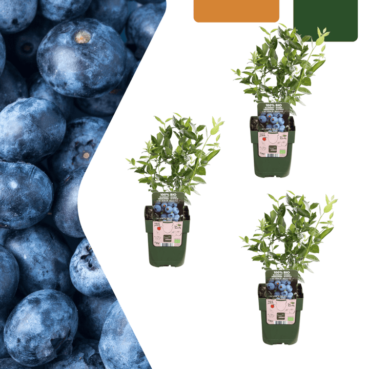Bosbessenplanten - 20cm - Kamerplant Kopen - Fruitplant