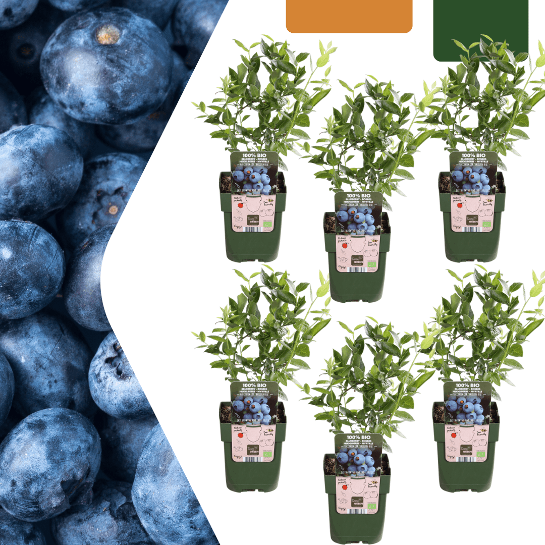 Bosbessenplanten - 20cm - Kamerplant Kopen - Fruitplant