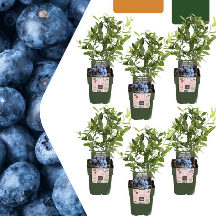 Bosbessenplanten - 20cm - Kamerplant Kopen - Fruitplant