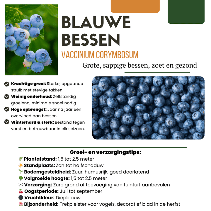 Bosbessenplanten - 20cm - Kamerplant Kopen - Fruitplant