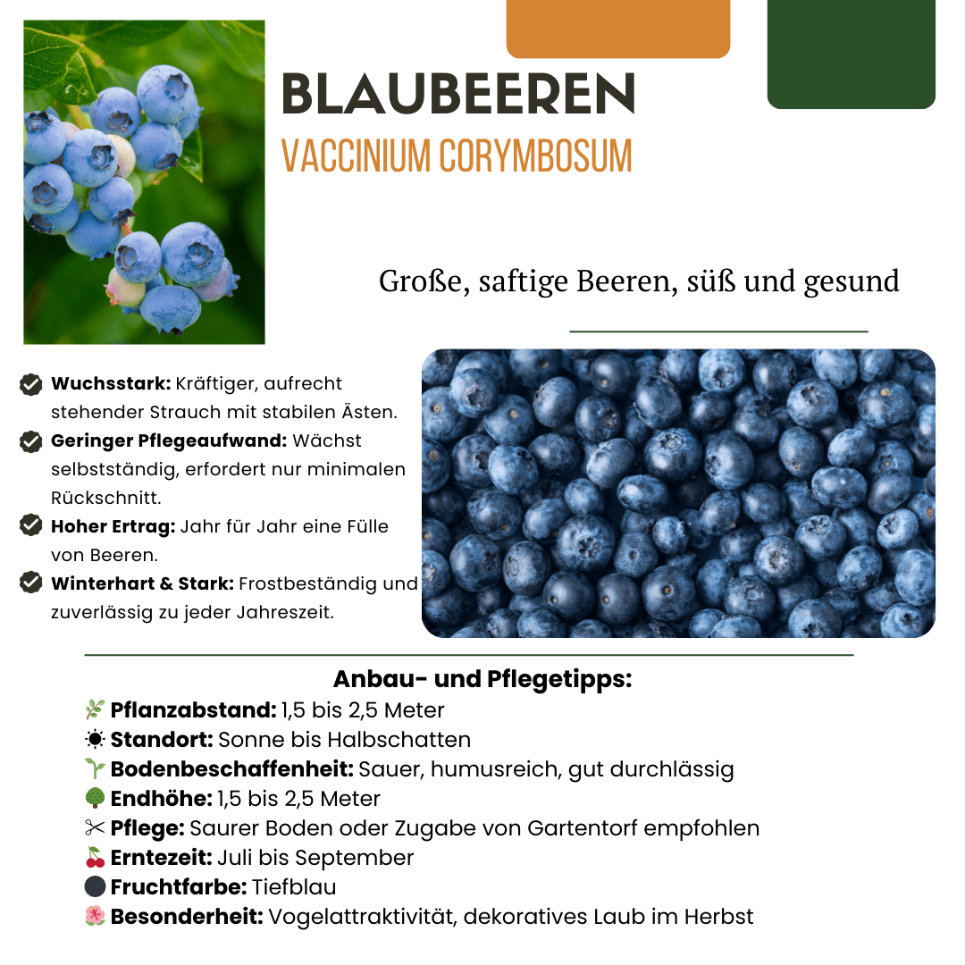 Bosbessenplanten - 20cm - Kamerplant Kopen - Fruitplant