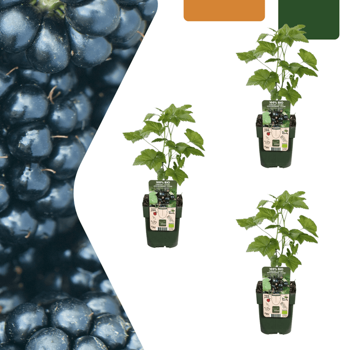 Plants de mûres biologiques - 20cm - Acheter une plante d'intérieur