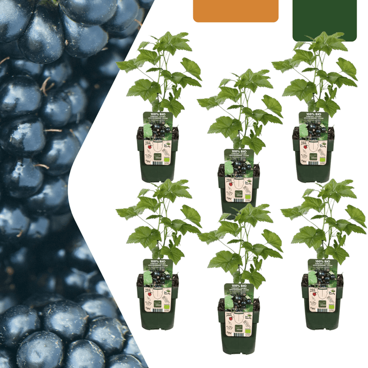 Plants de mûres biologiques - 20cm - Acheter une plante d'intérieur