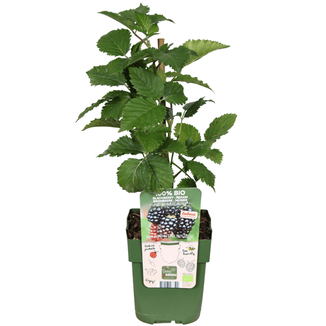 Plants de mûres biologiques - 20cm - Acheter une plante d'intérieur