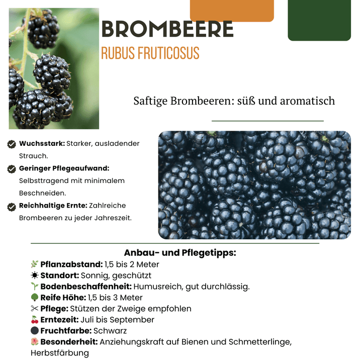 Plants de mûres biologiques - 20cm - Acheter une plante d'intérieur