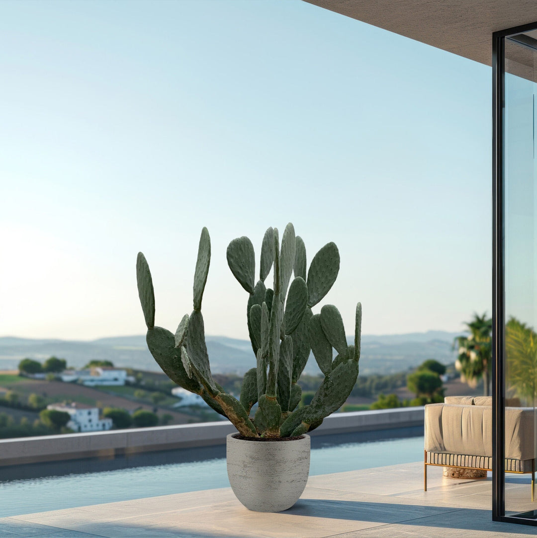 Cactus Opuntia - 120cm - Cactus Mix - Cactus Set Kamer