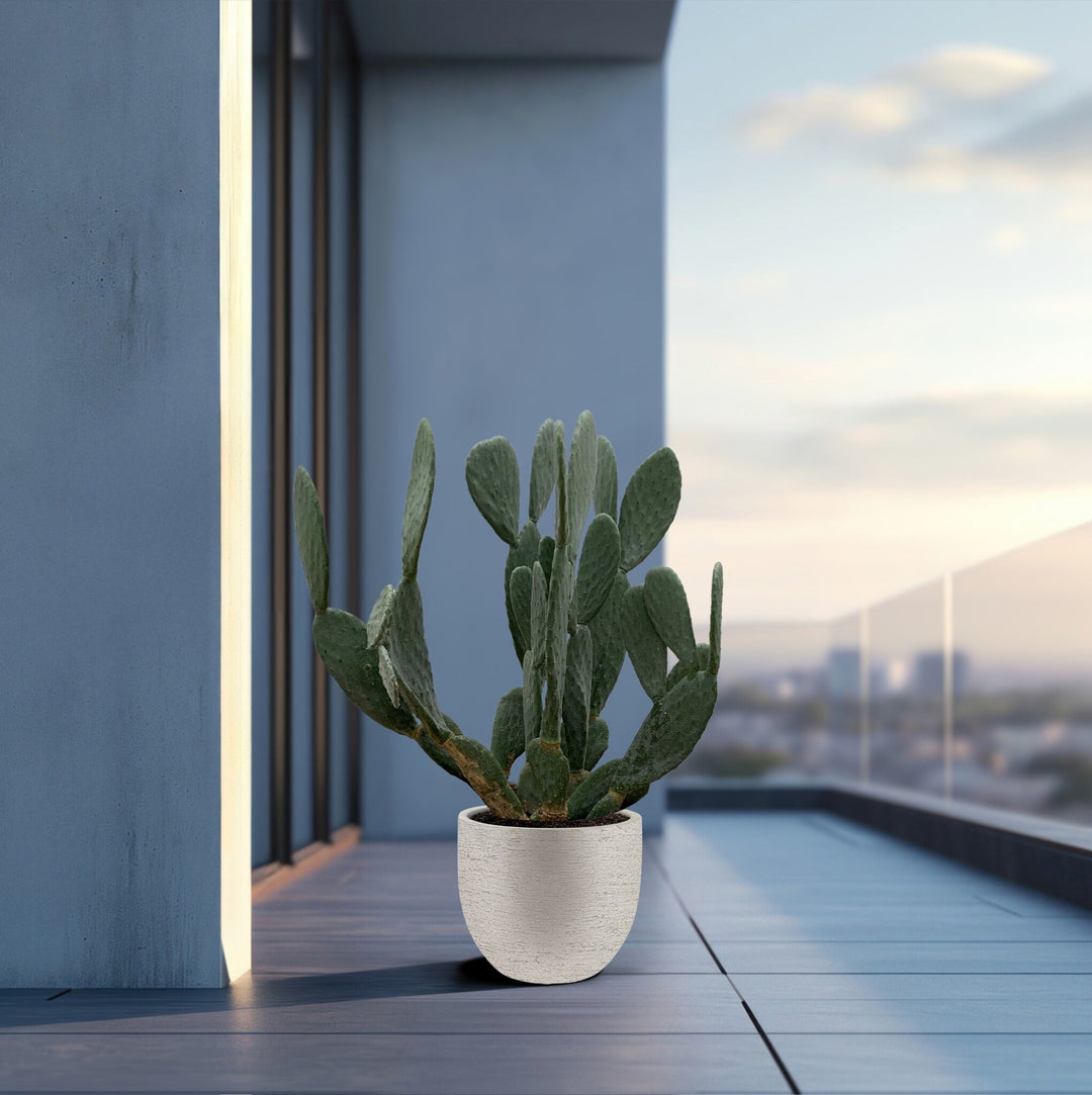 Cactus Opuntia - 120cm - Cactus Mix - Cactus Set Kamer